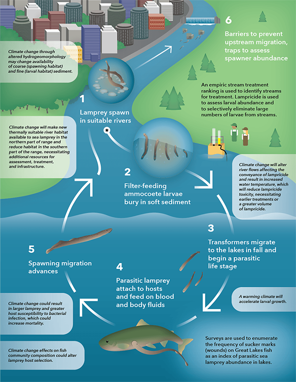 Great Lakes Fishery Commission - Q LTD
